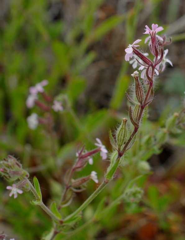 Silene sulle dune - Silene gallica